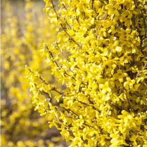 Forsythia intermedia 'Week-End' -R- Forsythia intermedia 'Week-End' -R-