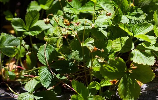 Fragaria vesca var. vesca