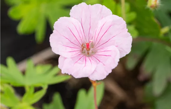 Geranium sanguineum var. striatum