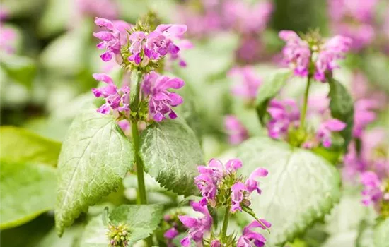 Edible Delights from the Forest