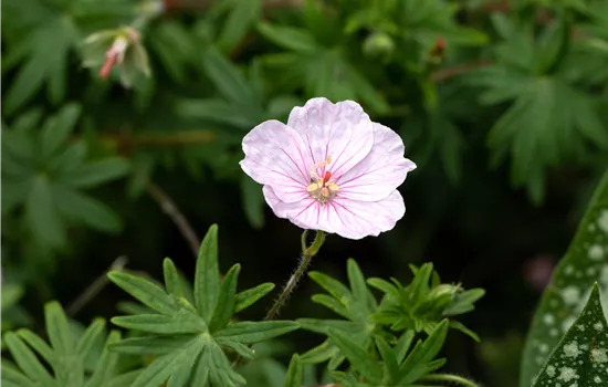 Geranium sanguineum 'Apfelblüte'