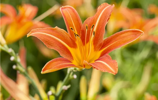 Hemerocallis 'Sammy Russel' Hemerocallis 'Sammy Russel'
