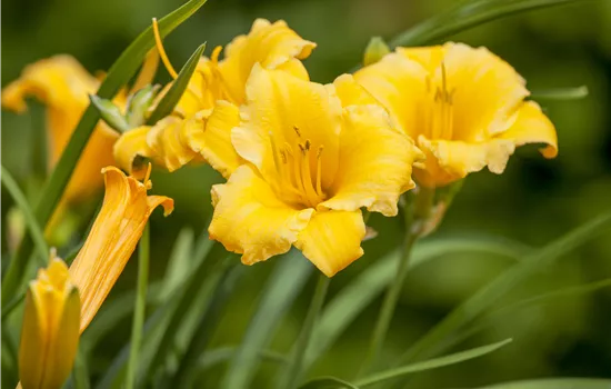 Hemerocallis 'Stella de Oro'