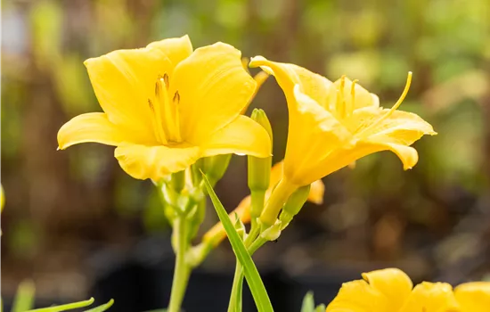 Hemerocallis 'Stella de Oro' Hemerocallis 'Stella de Oro'
