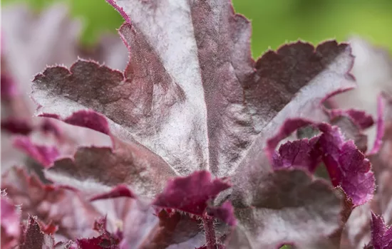 Heuchera x cult.'Chocolate Ruffles' -R- Heuchera x cult.'Chocolate Ruffles' -R-