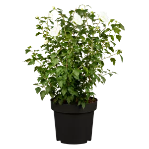 Hibiscus syriacus 'William R.Smith' Hibiscus syriacus 'William R.Smith'