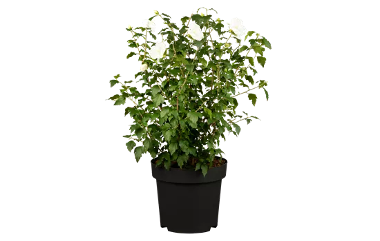 Hibiscus syriacus 'William R. Smith'