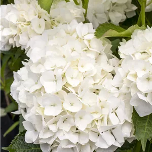 Hydrangea m. 'Soeur Therese' Hydrangea m. 'Soeur Therese'