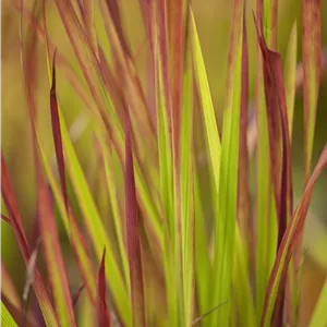 Imperata cylindrica var.koenig.'Red Baron' Imperata cylindrica var.koenig.'Red Baron'