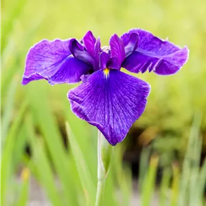 Iris laevigata, blauviolett Iris laevigata, blauviolett