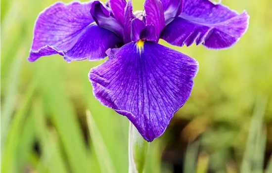 Iris laevigata, blauviolett
