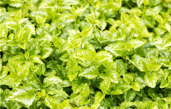 Lamium galeobdolon 'Florentinum'