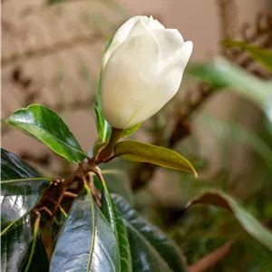 Magnolia grandiflora 'Galissonniere'