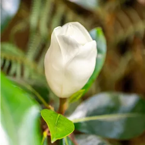 Magnolia grandiflora 'Galissonniere' Magnolia grandiflora 'Galissonniere'