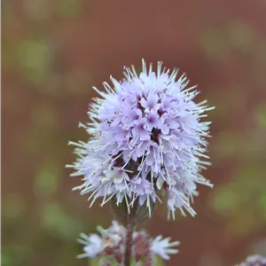 Mentha aquatica, rosa-violett Mentha aquatica, rosa-violett