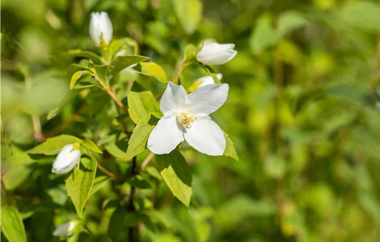 Philadelphus x lemoinei 'Manteau d´Hermine' Philadelphus x lemoinei 'Manteau d´Hermine'