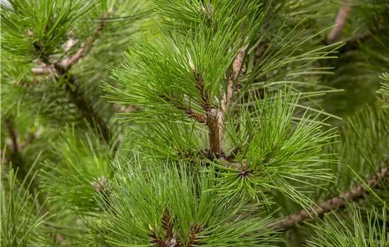 Pinus nigra ssp. nigra Pinus nigra ssp. nigra