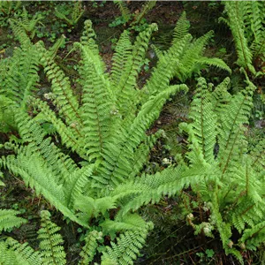 Polystichum setifer.'Prolif.Herrenhausen'