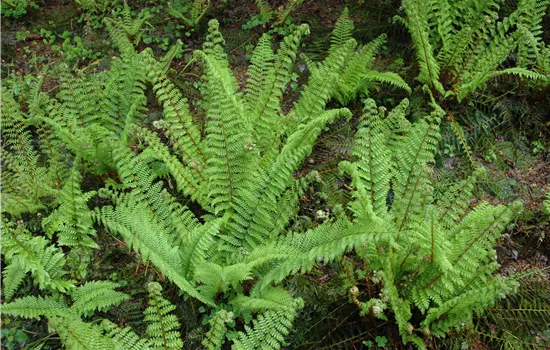 Polystichum setifer.'Prolif.Herrenhausen'