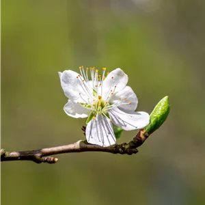 Prunus dom.'Wangenhm. Frühzwetsche' CAC Prunus dom.'Wangenhm. Frühzwetsche' CAC