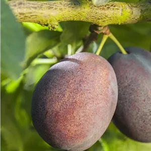 Prunus ital.'Graf Althans Renekl.' CAC Prunus ital.'Graf Althans Renekl.' CAC