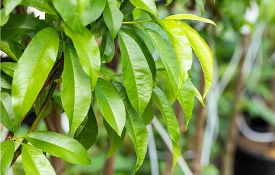 Prunus persica var. persica 'Kernechter vom Vorgebirge' Prunus persica var. persica 'Kernechter vom Vorgebirge'