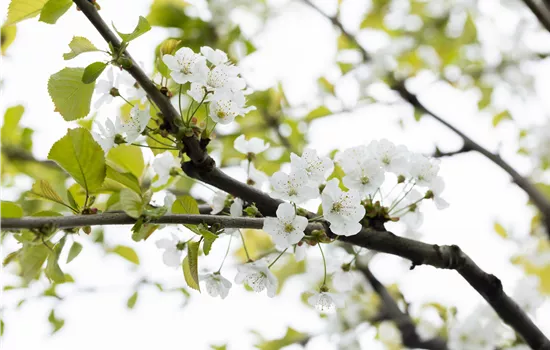Prunus av.'Büttners Rt. Knorpelk' CAC Prunus av.'Büttners Rt. Knorpelk' CAC