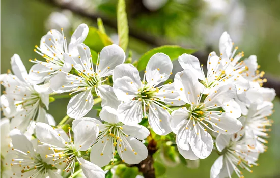 Prunus av.'Döniss.Gelbe Knorpelk.' CAC Prunus av.'Döniss.Gelbe Knorpelk.' CAC