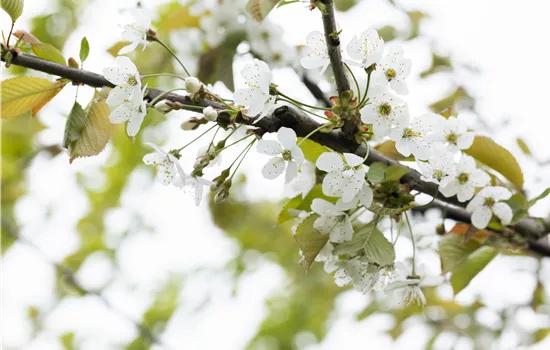 Prunus av.'Gr.Prinzessinkirsche' CAC Prunus av.'Gr.Prinzessinkirsche' CAC