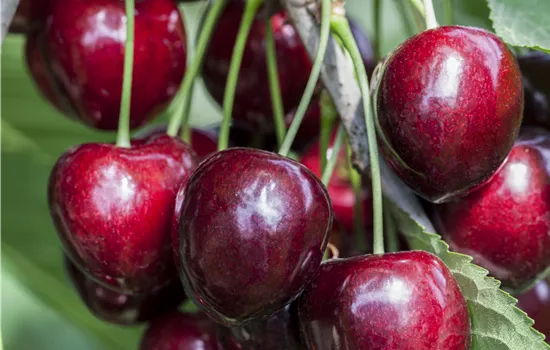 Prunus av.'Kordia' CAC Prunus av.'Kordia' CAC