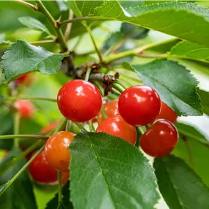 Prunus cer.'Ludwigs Frühe' CAC