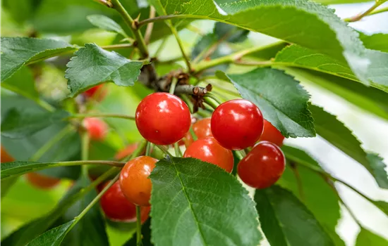 Prunus cerasus 'Ludwigs Frühe'