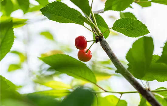 Prunus cer.'Ludwigs Frühe' CAC Prunus cer.'Ludwigs Frühe' CAC
