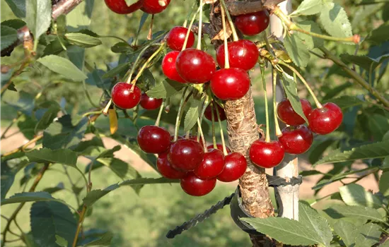 Prunus cer.'Morina' -S- CAC Prunus cer.'Morina' -S- CAC