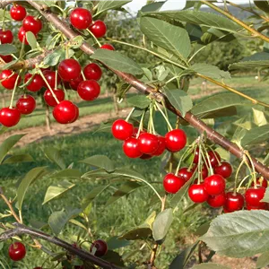 Prunus cer.'Safir' -S- CAC