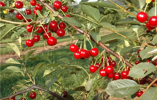 Prunus cer.'Safir' -S- CAC Prunus cer.'Safir' -S- CAC