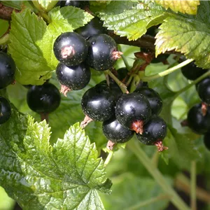 Ribes nigrum 'Dr. Bauer´s® Ometa'(s)