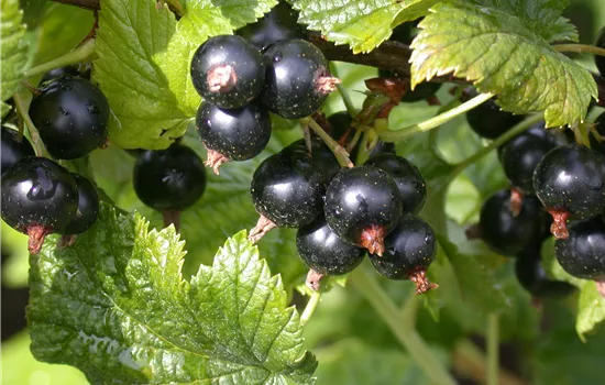 Ribes nigrum 'Dr.Bauers Ometa' -S- CAC II