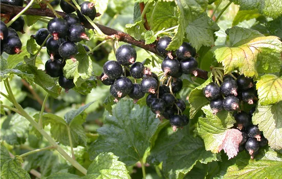 Ribes nigrum 'Dr. Bauer´s® Ometa'(s)