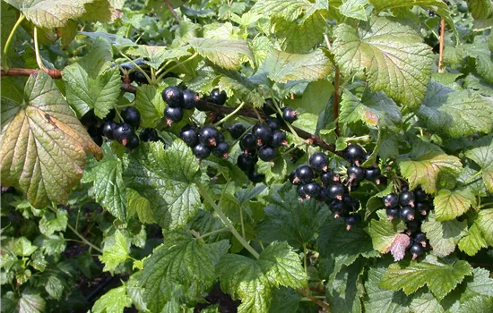 Ribes nigrum 'Dr.Bauers Ometa' -S- CAC II