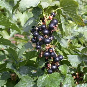 Ribes nigrum 'Silvergieters Schwarze'