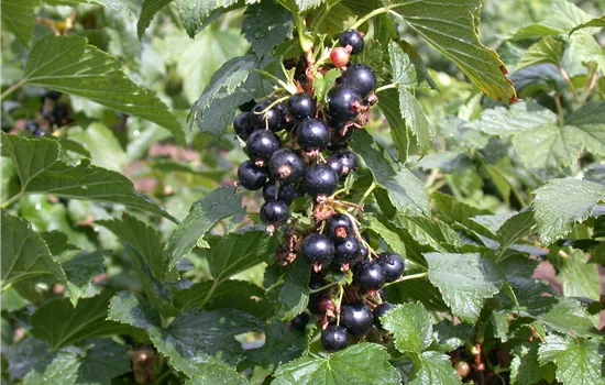 Ribes nigrum 'Silvergiet. Schwarze' CAC I