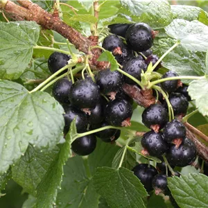Ribes nigrum 'Titania'(s)
