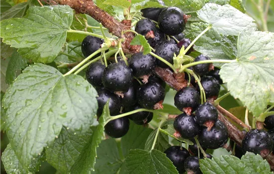 Ribes nigrum 'Titania'(s)