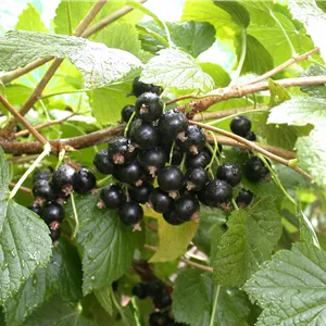 Ribes nigrum 'Titania'(s)