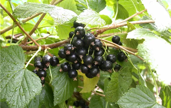 Ribes nigrum 'Titania'(s)