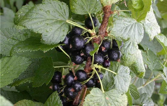 Ribes nigrum 'Titania'(s)