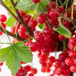 Ribes rubrum 'Rolan'