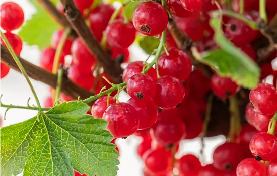 Ribes rubrum 'Rolan'