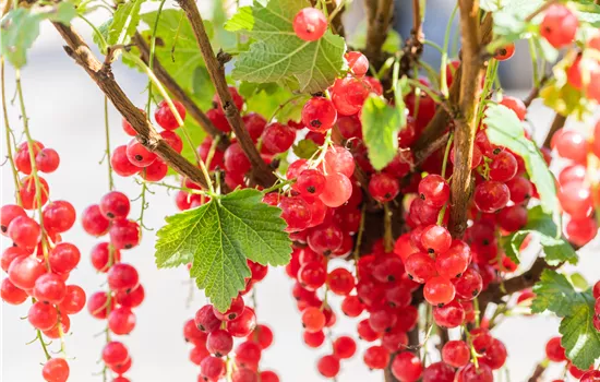 Ribes rubrum 'Rolan' CAC II